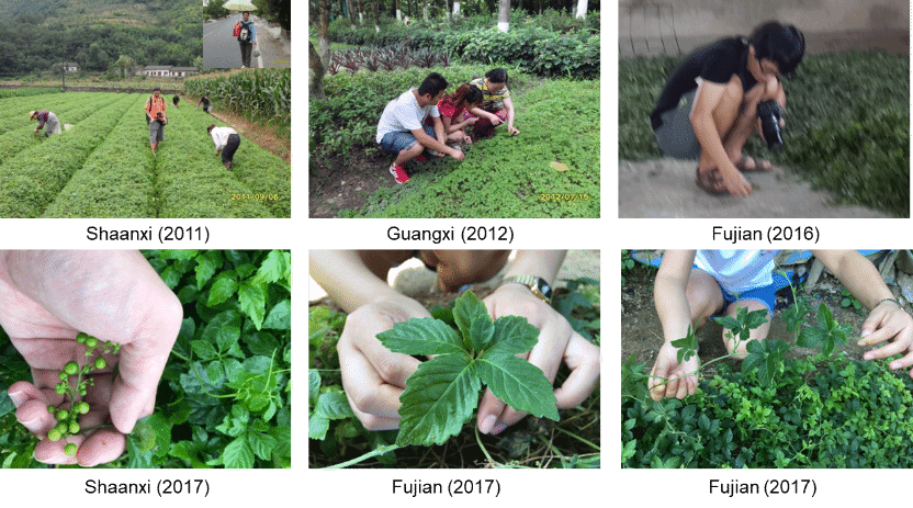 药学院朴香兰团队 | 深挖绞股蓝皂苷奥秘，守护民族药事业